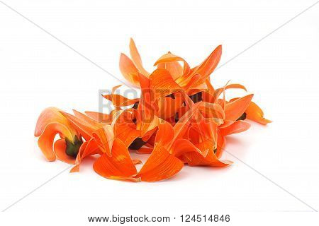 Bastard Teak Flower on white background. Petals of Bastard Teak Flower on white background.
** Note: Shallow depth of field