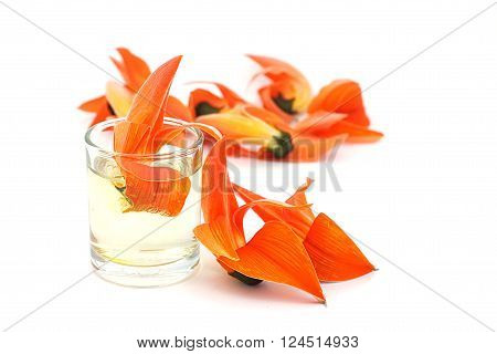 Petals of Bastard Teak Flower on white background. Bastard teak flower in a glass of water.