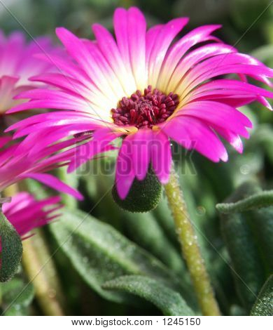 Livingstone Daisy