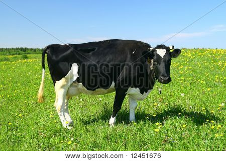 la mucca sul campo tarassaco verde