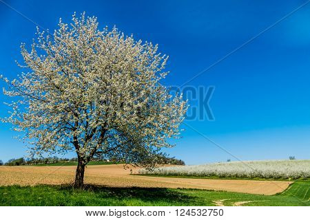 tree in spring