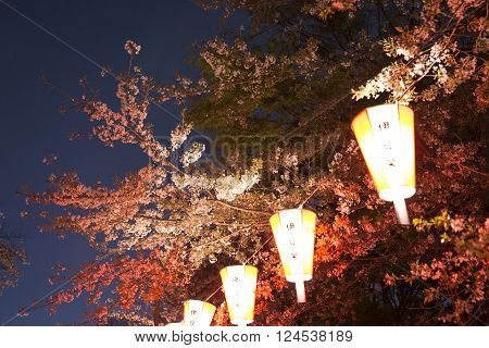 Nigth beautiful Cherry Trees in Blossom in a Garden during Springtime of japan