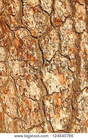 Barck In The Abstract Texture