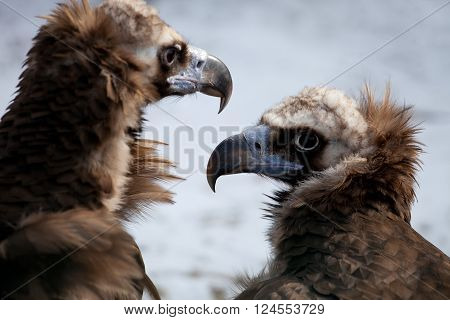Portrait of two Cinereous Vultures (Aegyptius monachus)
