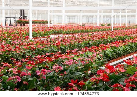 Cultivation Greenhouse