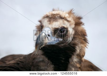 Portrait of a Cinereous Vulture (Aegyptius monachus)