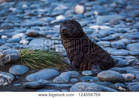 Antarctic fur seal lying on shingle beach