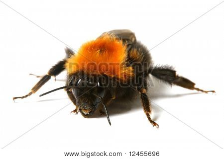 Hummelflug, isolated on white