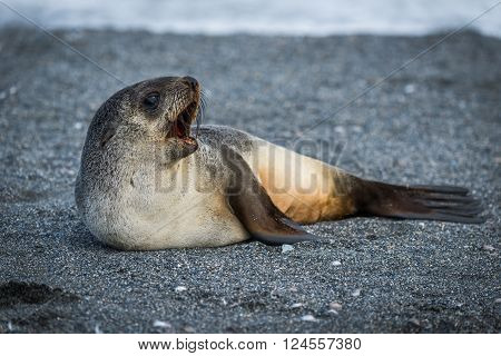 Antarctic fur seal lying yawning on beach