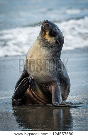 Antarctic fur seal on wet sandy beach