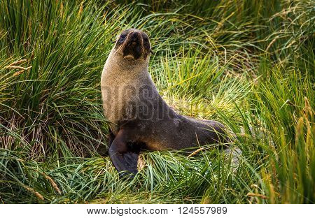 Antarctic fur seal posing in tussock grass