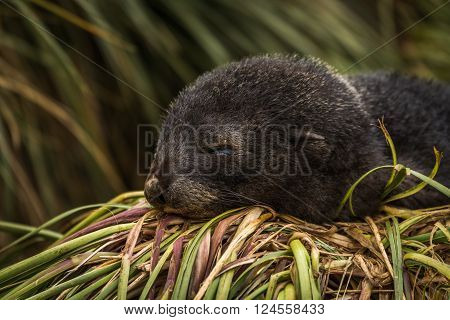Antarctic fur seal pup asleep on grass