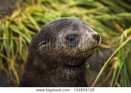 Antarctic fur seal pup close-up in grass