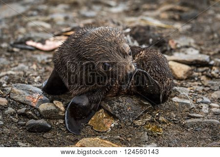 Antarctic fur seal pup scratching with flipper
