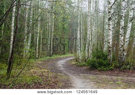 Foggy spring landscape with footpath in the woods. Nature background