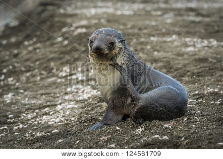 Antarctic fur seal scratching itself on beach