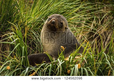 Antarctic fur seal sitting in grass tussocks