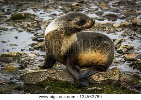 Antarctic fur seal turning head on rocks