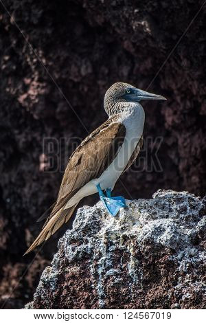Blue-footed booby perched on rock with guano