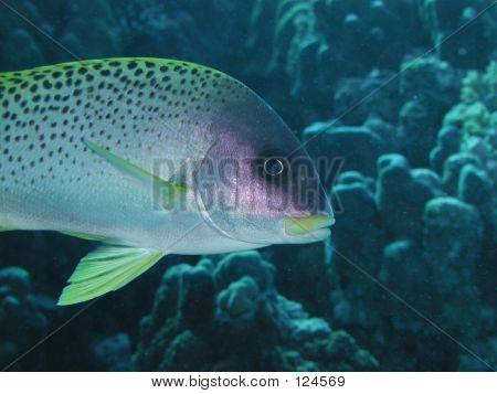 Halaelurus Sweetlips Closeup