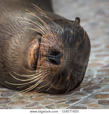 Close-up of Galapagos sea lion lying asleep