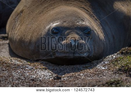 Close-up of elephant seal looking at camera