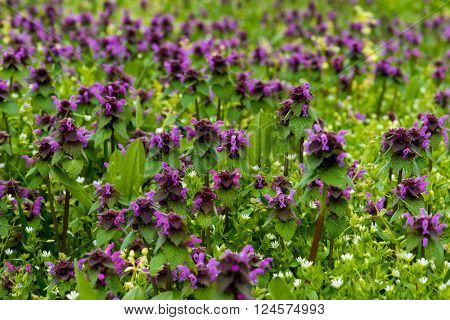A lot of beautiful field mauve wildflower in grass
** Note: Shallow depth of field