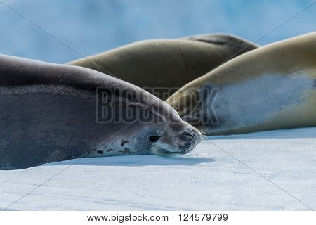 Crabeater seal looking at camera beside others
