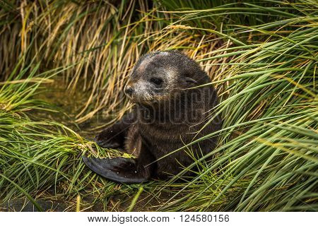 Cute Antarctic fur seal pup in grass