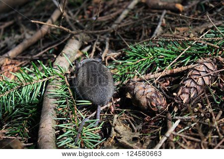 A mouse eating on the forest floor.