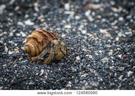 Semi-terrestrial hermit crab walking along shingle beach