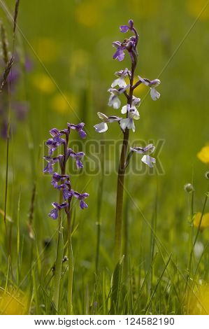 Green-winged Orchid - Anacamptis morio
Flower in meadow
** Note: Shallow depth of field