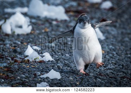 Funny adelie penguin chick running on stones