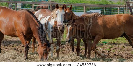 A Group Of Horses Feeding In A Pen At A Vetrinary Hospital