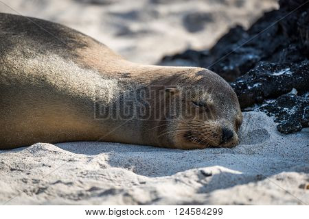 Galapagos sea lion asleep on sandy beach