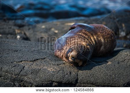 Galapagos sea lion asleep on volcanic rock