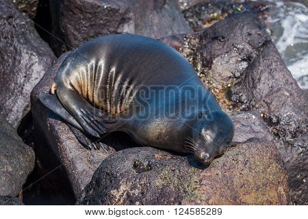 Galapagos sea lion asleep on volcanic rocks