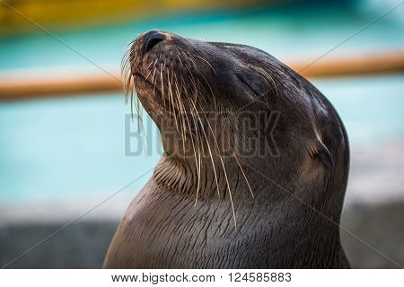 Galapagos sea lion close-up with eyes closed