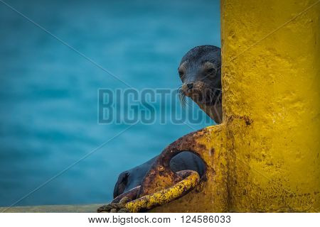 Galapagos sea lion peeping out behind post