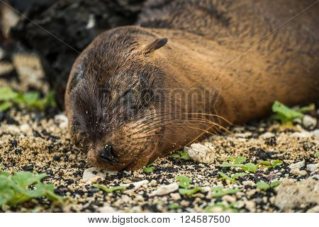 Galapagos sea lion pup sleeping on shingle