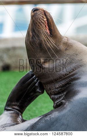 Galapagos sea lion scratching head with flipper