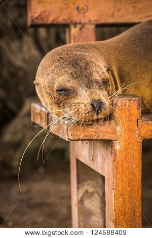 Galapagos sea lion sleeping on wooden bench