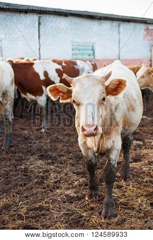Cows standing in the mud on a russian cattle farm.
