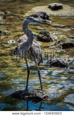 Great blue heron on rock in shallows