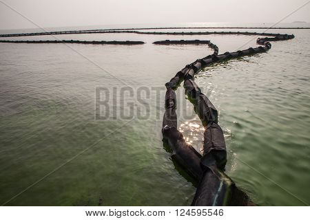 Cyanobacteria In Taihu Lake