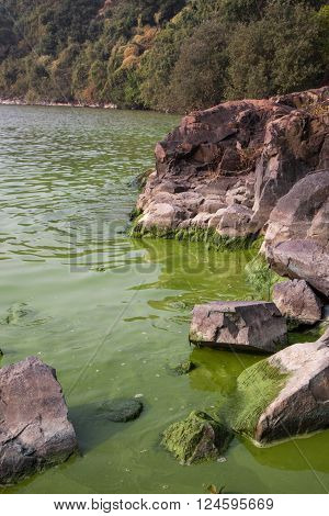 Cyanobacteria In Taihu Lake