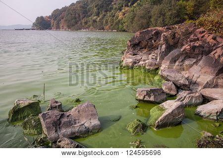 Serious pollution in China's Taihu Lake Cyanobacteria