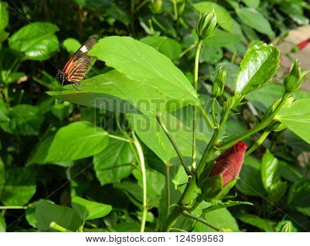 Orange white, black butterfly on green leaf with red rose
