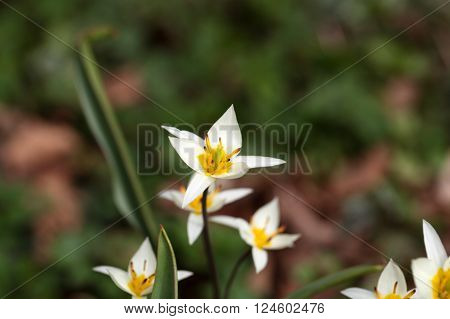 The wild tulip Tulipa turkestanica from Central Asia.