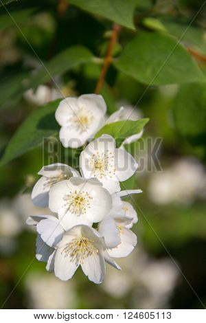 Beautiful White Flowering Cherry Beanch In Garden